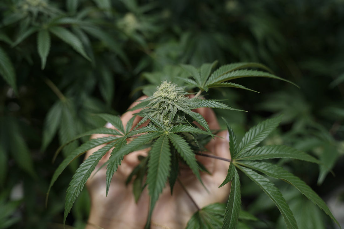 How is Federally Legal THC Different?